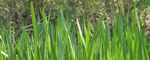 Green Grass Green Grass