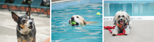 American Pool dog swim 